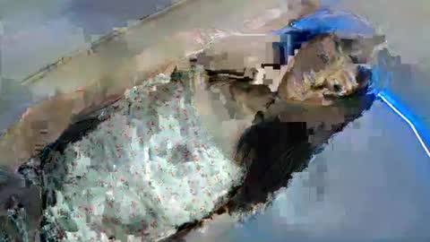 Snapshot of shanegreents chatting on March 8, 4:23 am bini aiah online show from March 8, 4:23 am