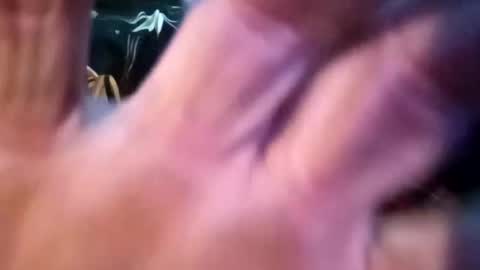 Shamroc online show from February 25, 12:55 pm