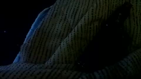 showornot_2 online show from January 11, 7:35 am