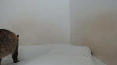 Snapshot of sirajones chatting on February 25, 12:47 am sirajones online show from February 25, 12:47 am