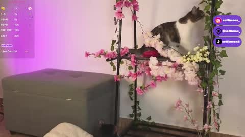 Snapshot of soffimoon_ chatting on October 10, 2:21 am IG Soffimoon I THANK YOU FOR LEAVING YOUR FOLLOW online show from October 10, 2:21 am