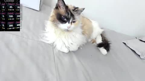 sophiebaker__ online show from February 3, 2:10 am