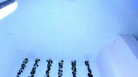 Snapshot of sophiehill_gh chatting on January 31, 1:11 am SOPH  online show from January 31, 1:11 am