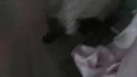 Snapshot of sp1tpuppeh chatting on May 1, 11:20 pm sp1tpuppeh online show from May 1, 11:20 pm