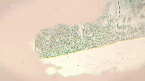 TAANNI online show from April 5, 11:13 pm