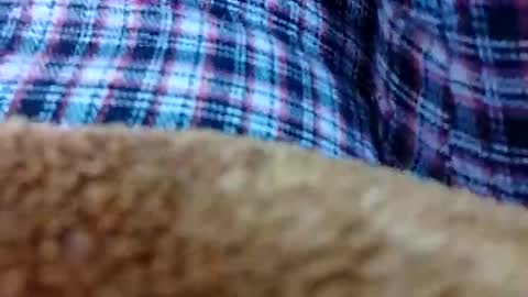 taniya_roy4628 online show from February 12, 2:50 am