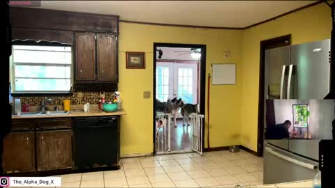 the_alpha_dog_xxx online show from April 29, 6:14 pm