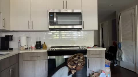 Sapphire the Vixen online show from April 10, 2:55 pm