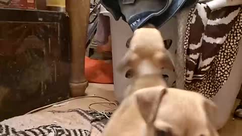 Snapshot of titwoo chatting on November 13, 6:12 am titwoo online show from November 13, 6:12 am