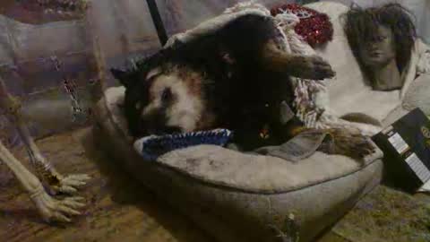 aamigo online show from March 31, 1:51 am