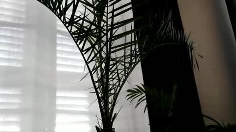 Snapshot of uncutlover1000 chatting on October 2, 7:04 am patricia online show from October 2, 7:04 am