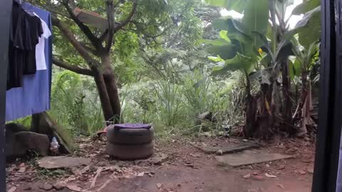 venus ... zeus sheer  online show from March 3, 1:31 pm