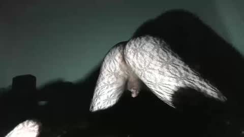 Virgowithabig online show from January 13, 11:30 am