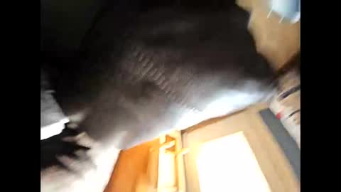 Snapshot of wildman2900 chatting on February 4, 4:39 pm wildman2900 online show from February 4, 4:39 pm