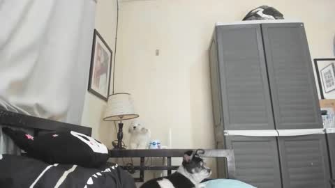 xdreamangel online show from January 3, 7:16 am