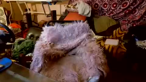 Snapshot of your_dog chatting on October 20, 5:08 am Taylor Tash online show from October 20, 5:08 am