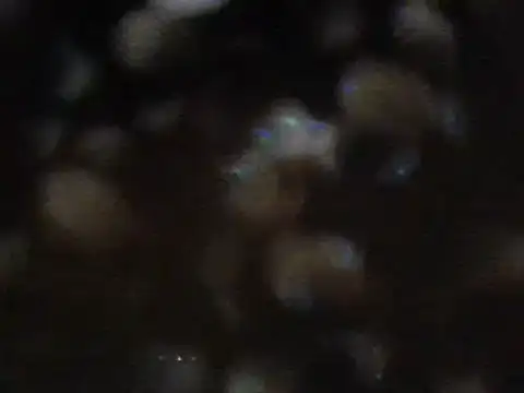 arabictsmariam online show from February 11, 6:08 am