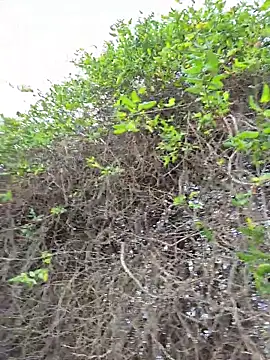 SexyErola27 online show from December 21, 3:30 pm