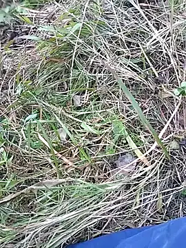 Nkumar173 online show from November 10, 7:07 am