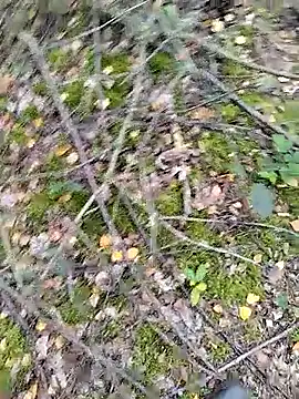 Snapshot of prcalek19 chatting on October 14, 9:10 am prcalek19 online show from October 14, 9:10 am