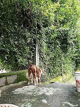 sebasxx97 online show from March 5, 8:10 pm