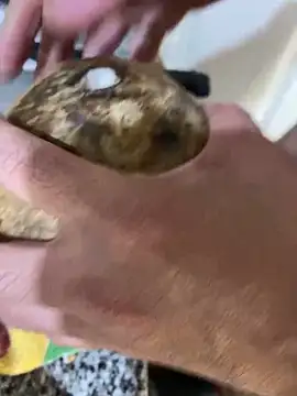 FlorBich online show from December 8, 11:08 pm