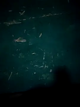 Rikipollav online show from December 14, 3:45 am