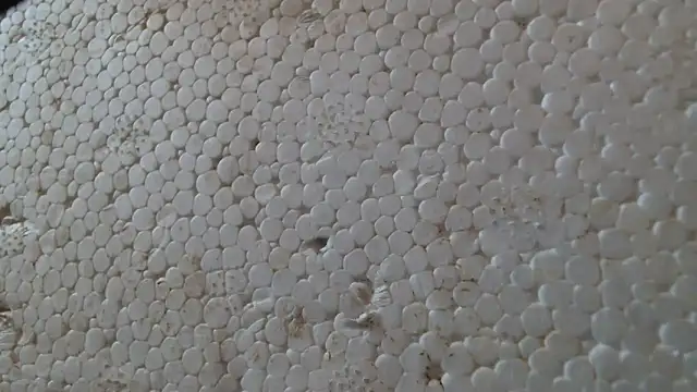 titi fiesta online show from February 24, 8:01 am