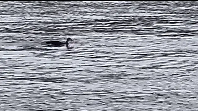 tokimori online show from February 28, 6:54 am