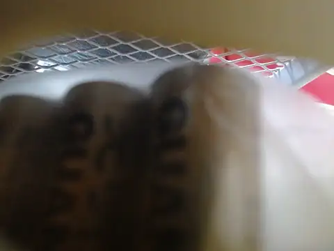 lovense test04 online show from February 10, 6:06 am