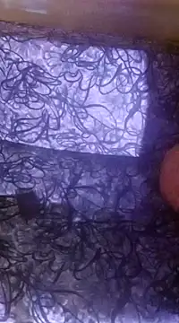 shuhana  online show from December 16, 1:10 am