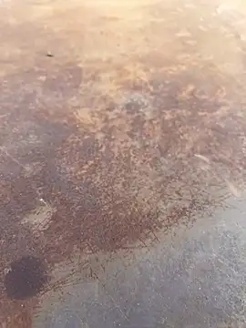 Snapshot of Black-mamba-madingo chatting on September 28, 4:01 pm Black-mamba-madingo online show from September 28, 4:01 pm