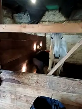 Tortuga95PL online show from February 12, 10:54 am