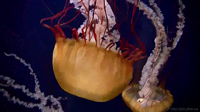 streamy test11 online show from December 12, 8:14 am