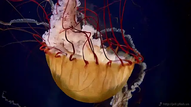 streamy test11 online show from December 24, 3:37 pm