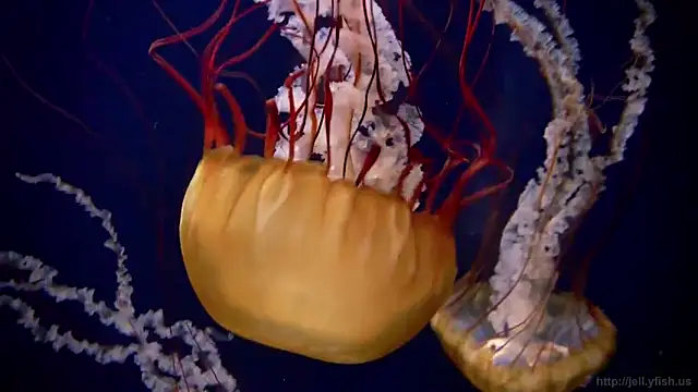 streamy test11 online show from February 3, 8:13 am