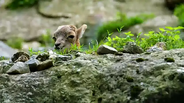 streamy test11 online show from February 11, 3:51 pm