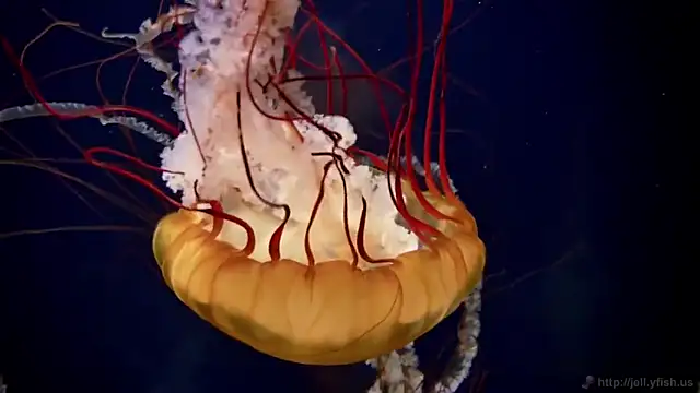 streamy test11 online show from February 28, 8:09 am