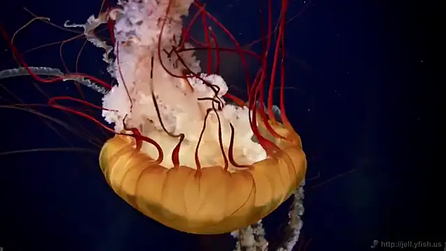 streamy test11 online show from March 3, 8:16 am