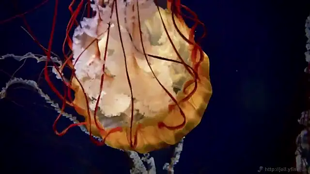 streamy test11 online show from March 13, 8:37 am