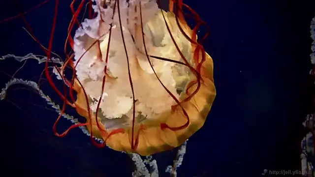 streamy test11 online show from September 23, 11:24 am