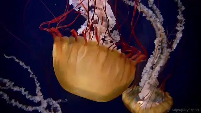 streamy test11 online show from October 20, 10:59 am