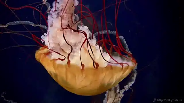 streamy test11 online show from April 9, 10:42 am