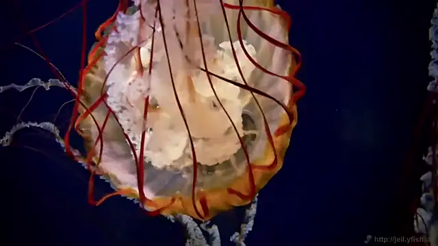 streamy test11 online show from April 23, 3:25 pm