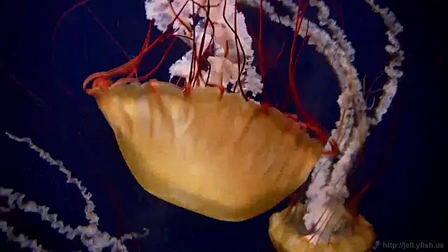 streamy test11 online show from April 27, 10:13 am