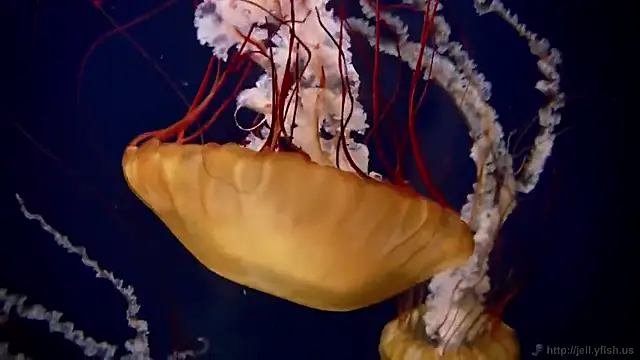 streamy test12 online show from November 7, 12:27 pm