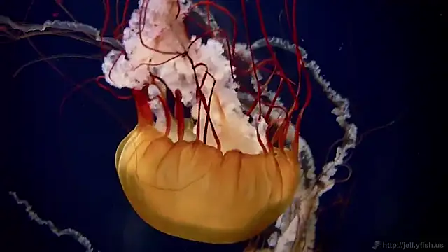 streamy test12 online show from December 15, 3:05 pm