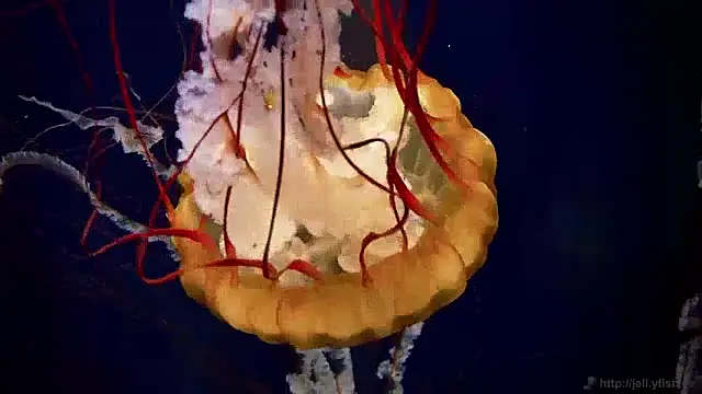 streamy test13 online show from December 4, 8:12 am