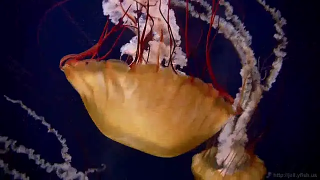 streamy test13 online show from December 17, 8:12 am