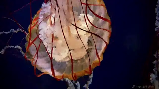 streamy test13 online show from December 20, 1:11 pm